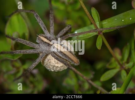 Weibliche Baumschule Netz Spinne, Pisaura mirabilis weiblich tragen Ei-Kokon. Dorset. Stockfoto