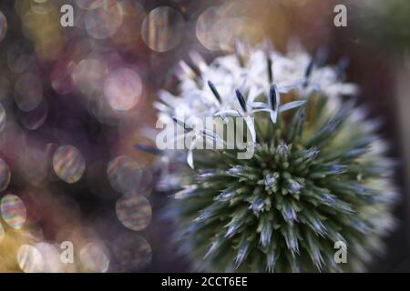 Blühende Kugeldistel, Rjasan Region, Russland Stockfoto