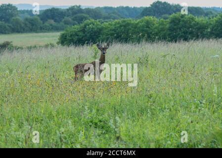 Reh-Männchen, Capreolus capreolus, im blumigen Unterland, Dorset. Stockfoto