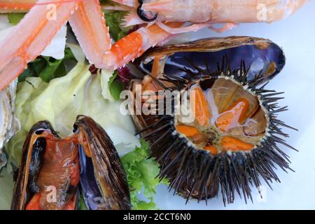 Platte mit frischen Meeresfrüchten. Muscheln, Garnelen, Kaisergranat, Seeigel, Austern. Apulien Essen Stockfoto