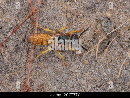 Bienenwolf, Philanthus triangulum, ließ sich auf sandigen Boden in der Nähe des Nestes Dorset nieder. Stockfoto