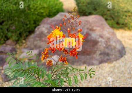 Caesalpinia pulcherrima Blume oder Pfauenblume in einem Wüstengarten Mit unscharfem Hintergrund Stockfoto