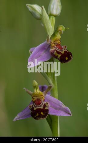 Blüten von Bee Orchid, Ophrys apifera in Blüte, auf Kalkstein Grasland, Dorset. Stockfoto