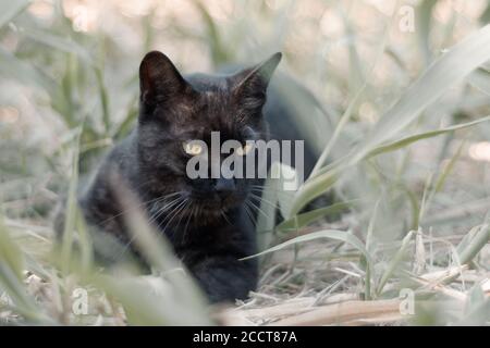 Schwarze Katze liegt auf dem Gras Stockfoto