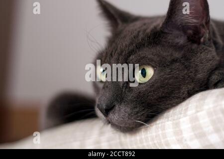 Schöne Katze innen auf einem Kissen liegen. Gelbe Augen Stockfoto