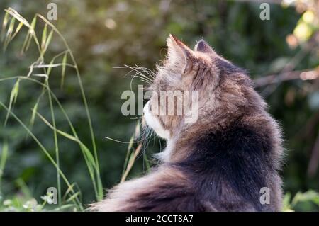 Katze im Garten zu sitzen Stockfoto