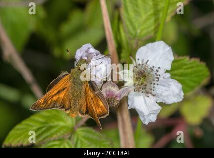 Männlicher großer Skipper, Ochlodes sylvanus, Fütterung von Bramble Blume. Stockfoto