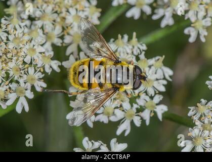 Batman Hoverfly, Myathropa florea, Fütterung auf Hogweed. Stockfoto