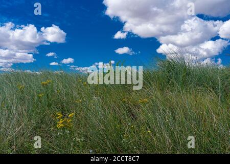 Courseulles-Sur-Mer, Frankreich - 08 04 2020: Juno Beach, Grünes Gras ein wolkiger blauer Himmel Stockfoto