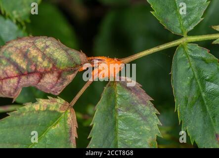 Rosenrost, Phragmidium tuberculatum oder ähnliches, auf wildem Rosenblatt. Stockfoto