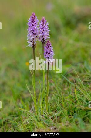 Gemeine gefleckte Orchidee, Dactylorhiza fuchsii, Blütenklumpen auf weidendem Kreide, Hampshire. Stockfoto