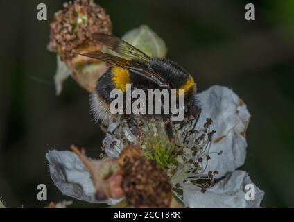 Buff-tailed Hummel, Bombus terrestris, Fütterung auf Bramble Blume. Stockfoto