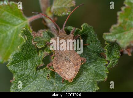 Dock Bug, Coreus marginatus, auf dem Blatt thront. Dorset. Stockfoto