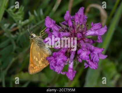 Großer Skipper, Ochlodes sylvanus, Fütterung von Betony-Blüten. Stockfoto