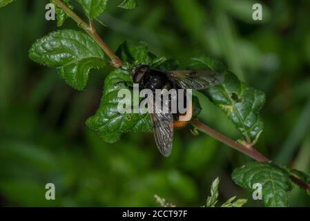 Rotschwanzform der Bumblebee Hoverfly, Volucella bombylans var bombylans, auf Schlehdorn thront. Schnauzler in Hummel-Nestern. Stockfoto