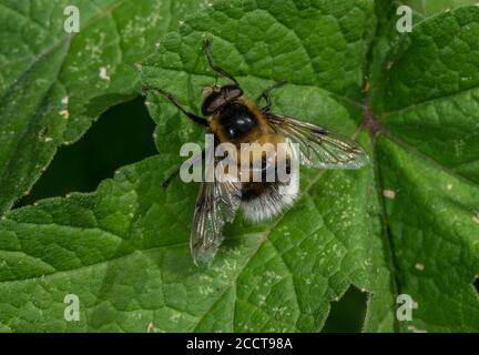 Hummelhummel, Volucella bombylans var plumata. Schnauzler in Hummel-Nestern. Stockfoto