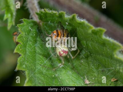 Gewöhnliche Zuckerspinne, Enoplognatha ovata, als Forma redimita, mit Schwebefliege Beute. Stockfoto