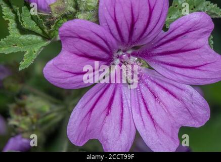 Nahaufnahme von Malve, Malva sylvestris, Blume. Stockfoto