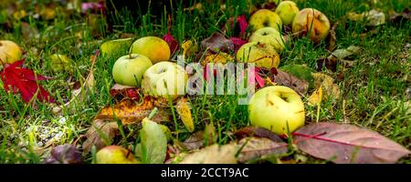 Gefallene Blätter und Äpfel im grünen Gras liegen auf dem Gras Herbst Banner Hintergrund Stockfoto