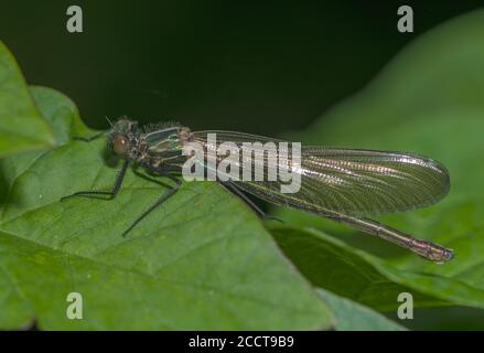 Weibliche gebänderte demoiselle, Calopteryx splendens, thront auf Flussufer Vegetation, Dorset. Stockfoto