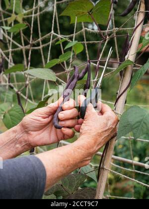 Gärtner erntet lila Bohnen, die auf einem Spalier wachsen. Stockfoto