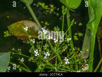 Gewöhnlicher Wasserwegerich, Alisma plantago-aquatica, blühend im flachen Teich, Dorset. Stockfoto