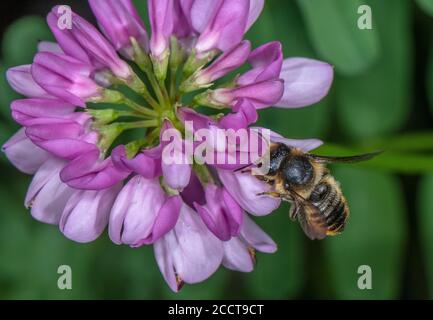 Eine weibliche Blätterbiene, Megachile sp, besucht Crown Vetch Blumen in einem Wildtiergarten. Dorset. Stockfoto