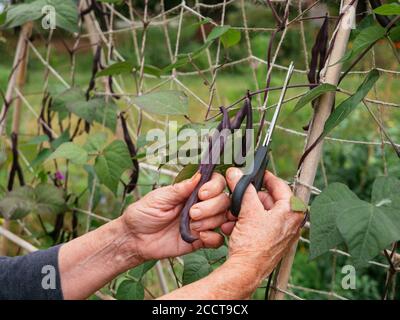 Gärtner erntet lila Bohnen, die auf einem Spalier wachsen. Stockfoto