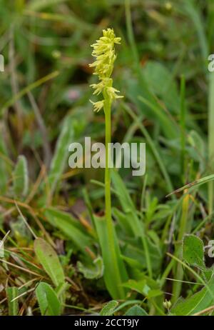 Moschus Orchid, Herminium monorchis, in Blüte in Kreide Grasland, Hampshire. Stockfoto