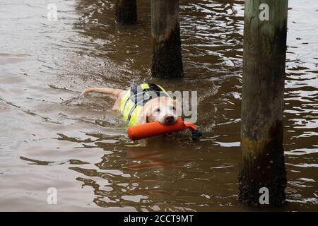 Senior Yellow Lab mit Mastzelltumoren, die "Fetch in the River" spielen Stockfoto