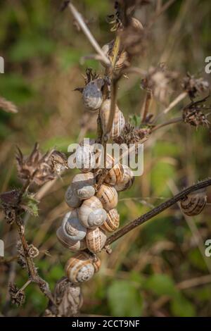 Courseulles-Sur-Mer, Frankreich - 08 04 2020: Juno Beach, Schneckengruppe auf einem Stamm Stockfoto