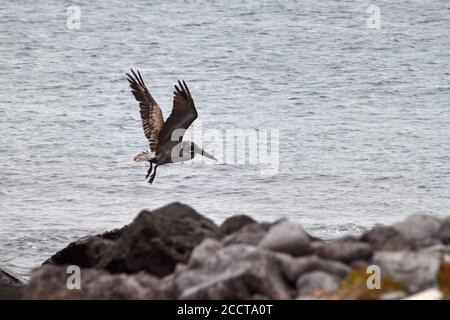 Brauner Pelikan, der im Galapago, Ecuador, über dem Ozean fliegt Stockfoto