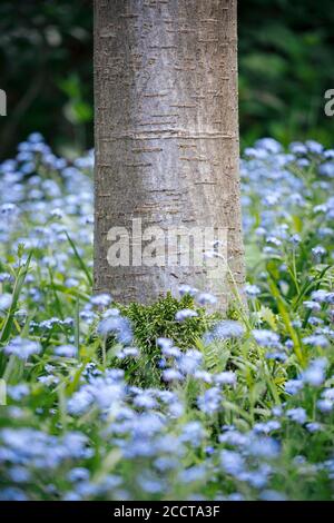 Basis von Kirschbaumstamm mit Mooswachstum umgeben von Laub und blaue Forget-Me-Not (Myosotis) Blüten Stockfoto