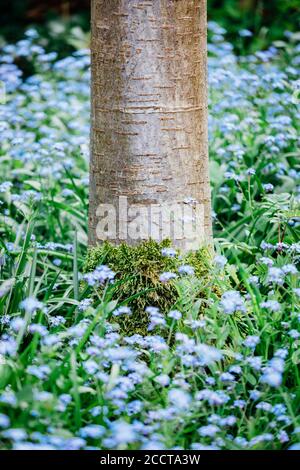 Basis von Kirschbaumstamm mit Mooswachstum umgeben von Laub und blaue Forget-Me-Not (Myosotis) Blüten Stockfoto