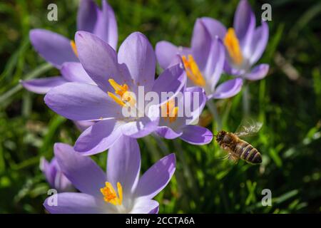 Biene mit gelbem Pollen bedeckt, die in Richtung violetter Krokusblüten fliegt Am Ende des Winters Stockfoto