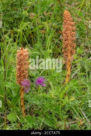 Knapweed Broomrape, Orobanche elatior, Parasit wächst auf Greater Knapweed, in Kreide Grasland, Hampshire. Stockfoto