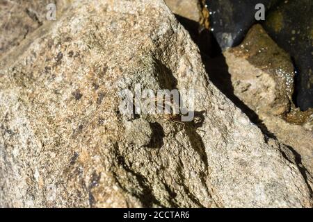 Eine große rote Damselfliege Pyrrhosoma Nymphula Bögen seinen Bauch, wie es beendet zieht es aus der Nymphe Exsuvia Fall 6 von 10 in Serie. Stockfoto