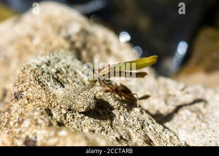 Eine große rote Damselfliege Pyrrhosoma Nymphula tauchte neu mit Flügeln auf Volle Länge, aber immer noch teilweise komprimiert 9 von 10 Zoll Serie Stockfoto