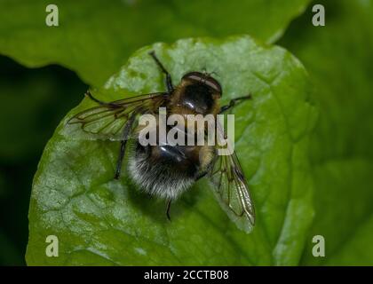 Hummelhummel, Volucella bombylans var plumata. Schnauzler in Hummel-Nestern. Stockfoto