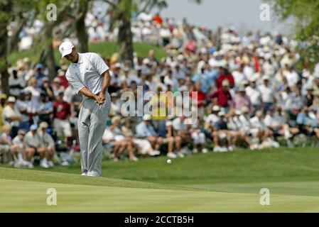 Tiger Woods schlägt aus dem Rough auf während der dritten Runde der Bay Hill Invitational am 20. März 2004 im Bay Hill Country Club in Orlando, Florida. Stockfoto