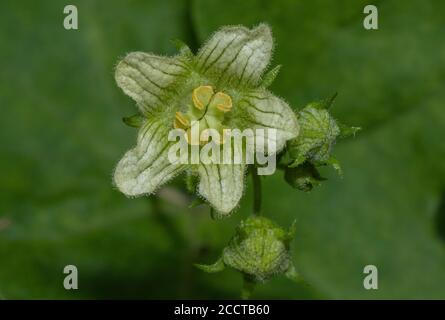 Weiße Bryonie, Bryonia dioica, Blüte in Nahaufnahme. Stockfoto