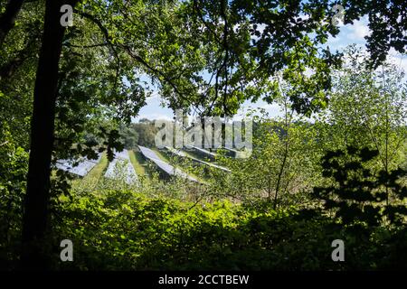 P.V. Sonnenkollektoren auf einer Solarfarm auf dem Welbeck Estate, Meden Vale, Nottinghamshire in einem Wald. Stockfoto