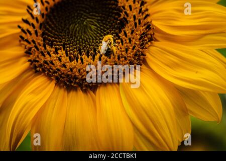 Nahaufnahme einer in Pollen gedeckten Biene auf einem Sonnenblume Stockfoto