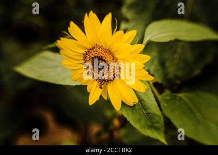 Nahaufnahme einer Biene auf einer Sonnenblume Stockfoto
