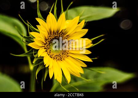 Nahaufnahme einer leuchtend gelben Sonnenblume Stockfoto