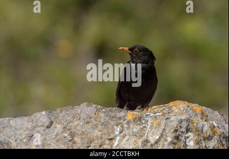 Schwarzvogel, Turdus merula, auf Kalksteinfelsen, Portland, im Brutgefieder. Stockfoto