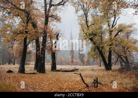 Fall colors in foggy Yosemite National Park Stockfoto