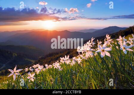 Schöne Narzissen Blumen. Der Sonnenuntergang mit Strahlen erhellt den Horizont. Himmel mit Wolken. Hohe Berge im Dunst. Hintergrund des Sommerhintergrunds. Entfällt Stockfoto