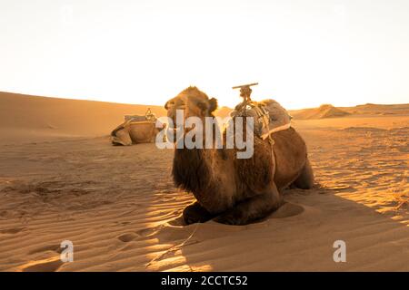 Kamel ruhen bei Sonnenaufgang warten auf Touristen für eine Wüstentour in Erg Chebbi Wüste in Merzouga, Marokko. Reisekonzept Stockfoto