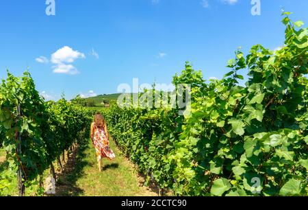Tourist Frau zu Fuß zwischen den Weingütern Reihen von Weinreben An einem schönen Sommertag Stockfoto
